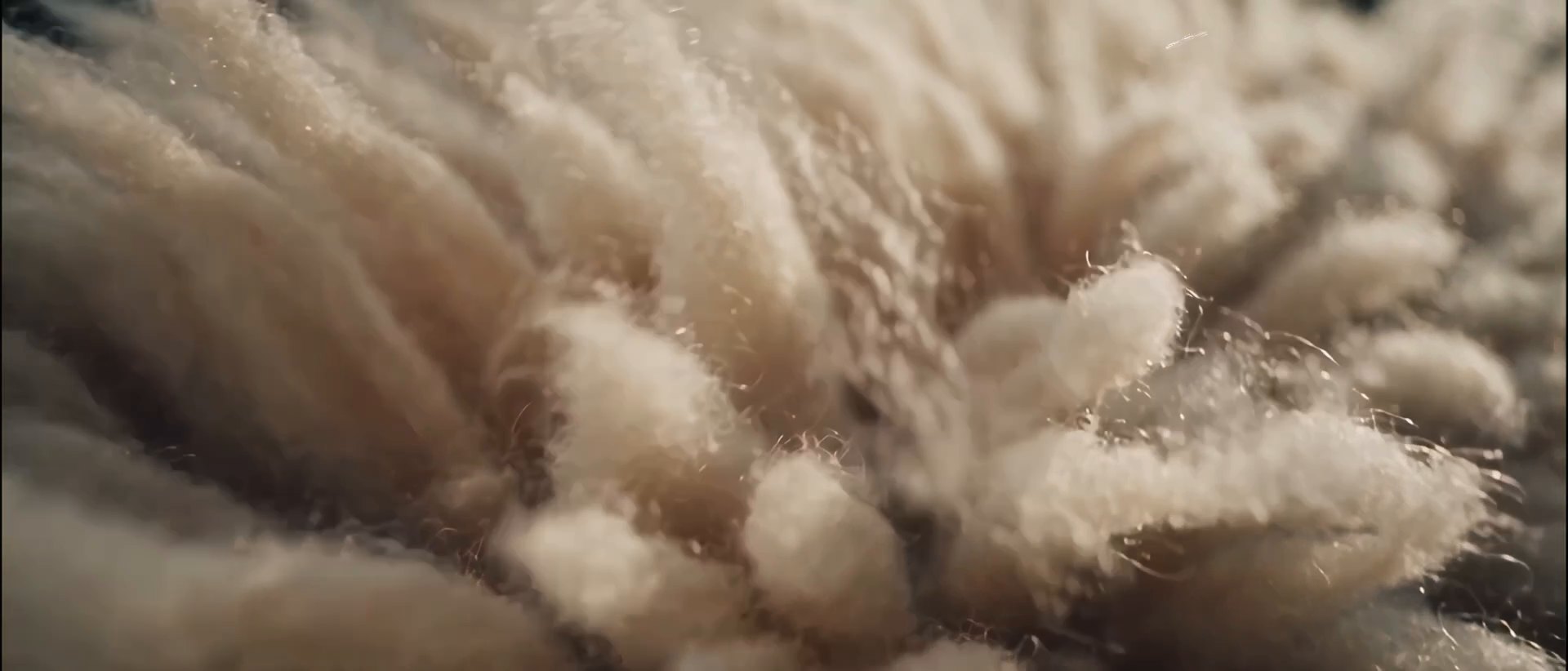 Raw wool, close up.
